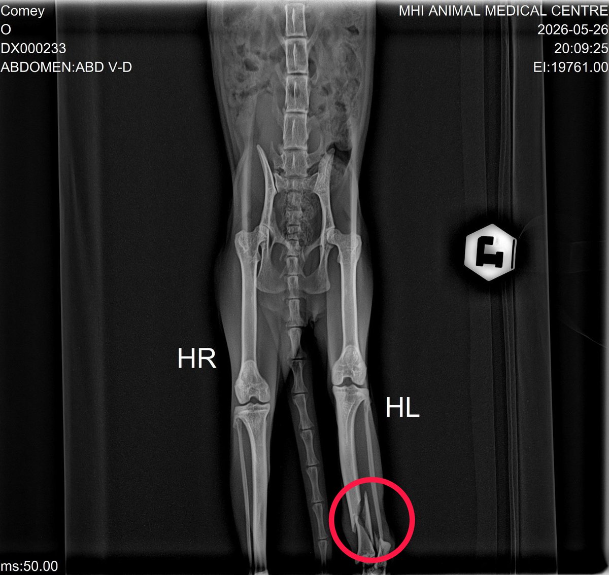hazimdace's tweet photo. Hi semua 🥺🐱

Comey hilang 3 hari lepas dan baru balik semalam. Tapi dia balik dalam keadaan kaki belakang kiri patah.😭
Lepas buat X-ray, doktor sahkan tulang kaki dia patah dan perlu buat surgery secepat mungkin pada Jumaat ni.
#kucing #sicomel￼ #sumbangan https://t.co/wjkxRNa2LA