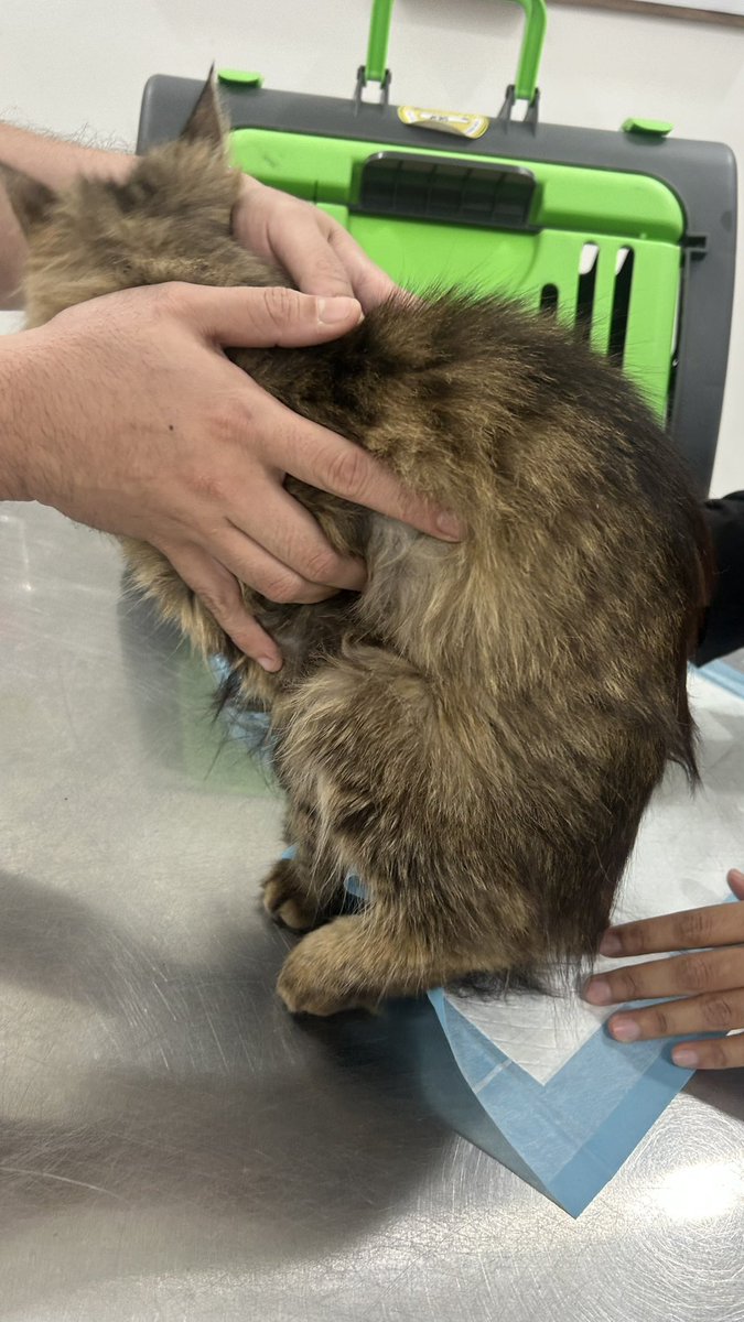 hazimdace's tweet photo. Hi semua 🥺🐱

Comey hilang 3 hari lepas dan baru balik semalam. Tapi dia balik dalam keadaan kaki belakang kiri patah.😭
Lepas buat X-ray, doktor sahkan tulang kaki dia patah dan perlu buat surgery secepat mungkin pada Jumaat ni.
#kucing #sicomel￼ #sumbangan https://t.co/wjkxRNa2LA