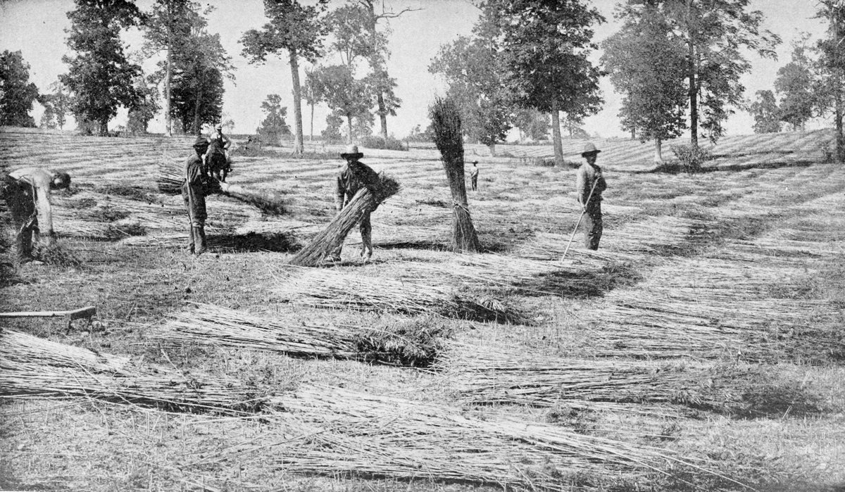 KyHempWorks's tweet photo. Did you know late May marks the anniversary of America’s 1st recorded hemp crop (Jamestown, 1611)? 🌾 Today, we’re proud to keep Kentucky’s deep agricultural heritage alive. 🚜❤️

Photo: https://t.co/X4Z2aZWbNW

#KentuckyHempWorks #HempHistory #KentuckyProud #SustainableAg https://t.co/WVG1E7sgMe