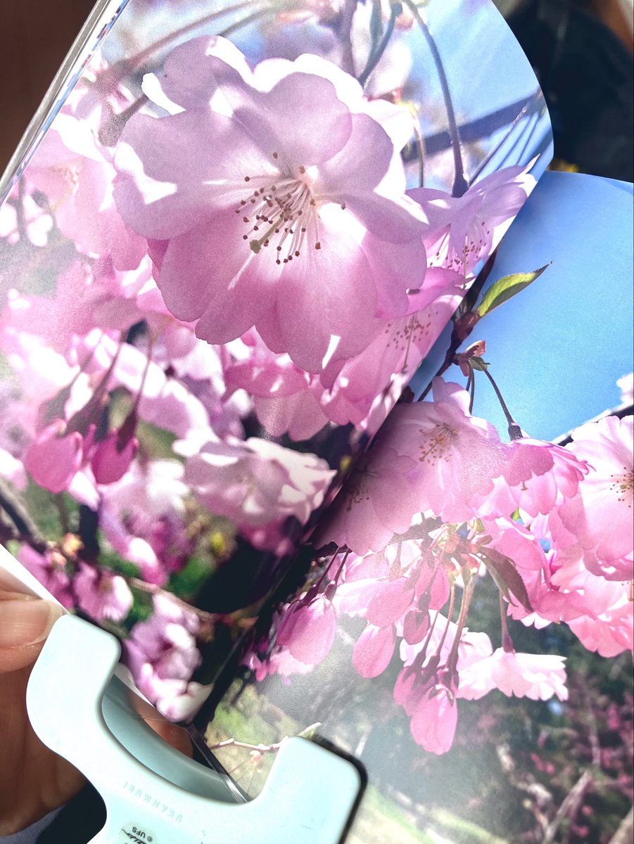 bb2ifuya's tweet photo. ４月に撮り放題に撮った桜の写真、TOLOTでミニ写真集にしたの届いた！やったー可愛いぞー https://t.co/Z0n1tk7QGH