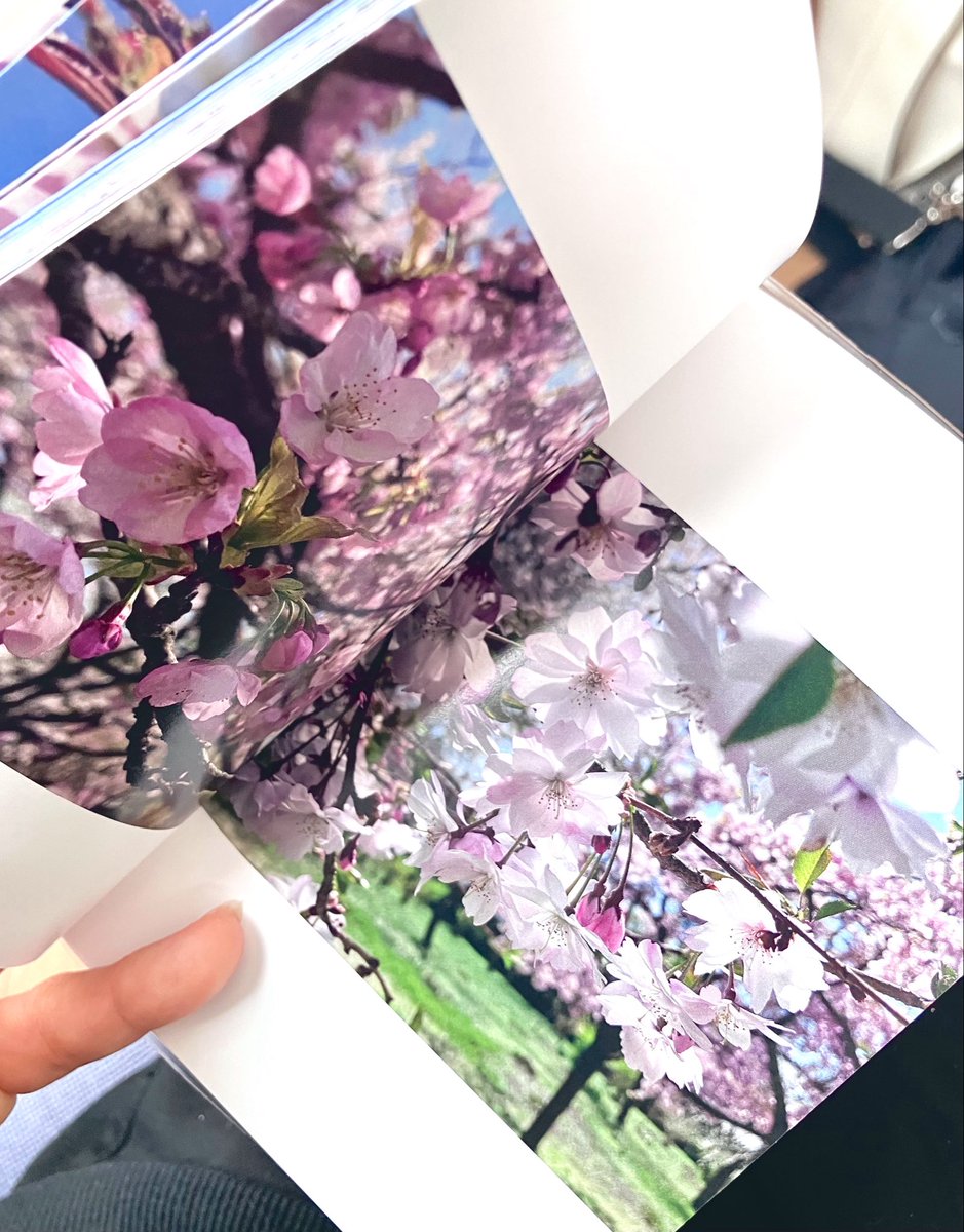 bb2ifuya's tweet photo. ４月に撮り放題に撮った桜の写真、TOLOTでミニ写真集にしたの届いた！やったー可愛いぞー https://t.co/Z0n1tk7QGH