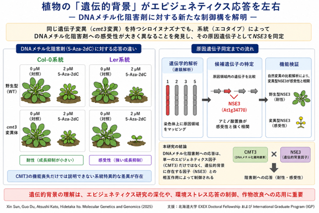 Science_HU's tweet photo. 植物の「遺伝的背景」が遺伝子スイッチ���入り方に影響――生物科学科／生物学（形態機能学系）の伊藤秀臣准教授とXin Sunさんらは、シロイヌナズナのDNAメチル化阻害剤に対する応答が遺伝子変異ではなく遺伝的背景によることを解明しました。※本研究は北大のIGPプログラムの支援を受けて実施。
詳細：https://t.co/lpaJ1gr7tC