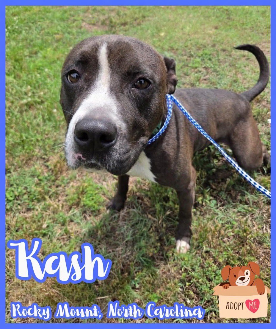 Dubs4Mutts's tweet photo. ☀️🐕‍🦺 KASH ♥️ is a 3yo fun-loving boy in Rocky Mount, NC with the sweetest personality! 🥰 Whether it’s doing zoomies, playing w/🧸🎾 or making new friends, this handsome boy is always ready for adventures. Affectionate, playful & good w/other dogs happy Kash can’t wait to meet you! Adopt Me 5/27 🏡 Help Rescue me 5/28 🙏🏽 Please 📧 rmcriticalnetworking@gmail.com for ℹ️ 🔗 https://t.co/U1dwYCeUWI