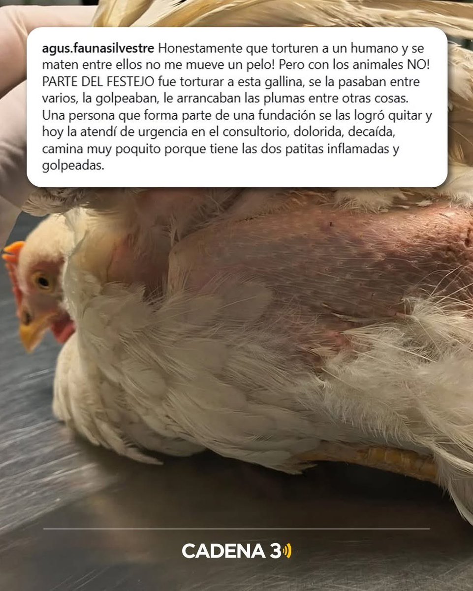 TraductorTeAma's tweet photo. Un hincha de Belgrano fue denunciado por torturar una gallina en su "festejo" después de ganarle a River. 

Son monos. https://t.co/UMjoTOcKcn