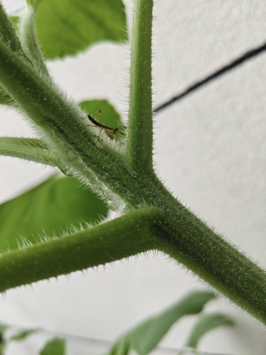naplasmaner's tweet photo. The Mantis Warrior is still alive. https://t.co/Kf78tabir4