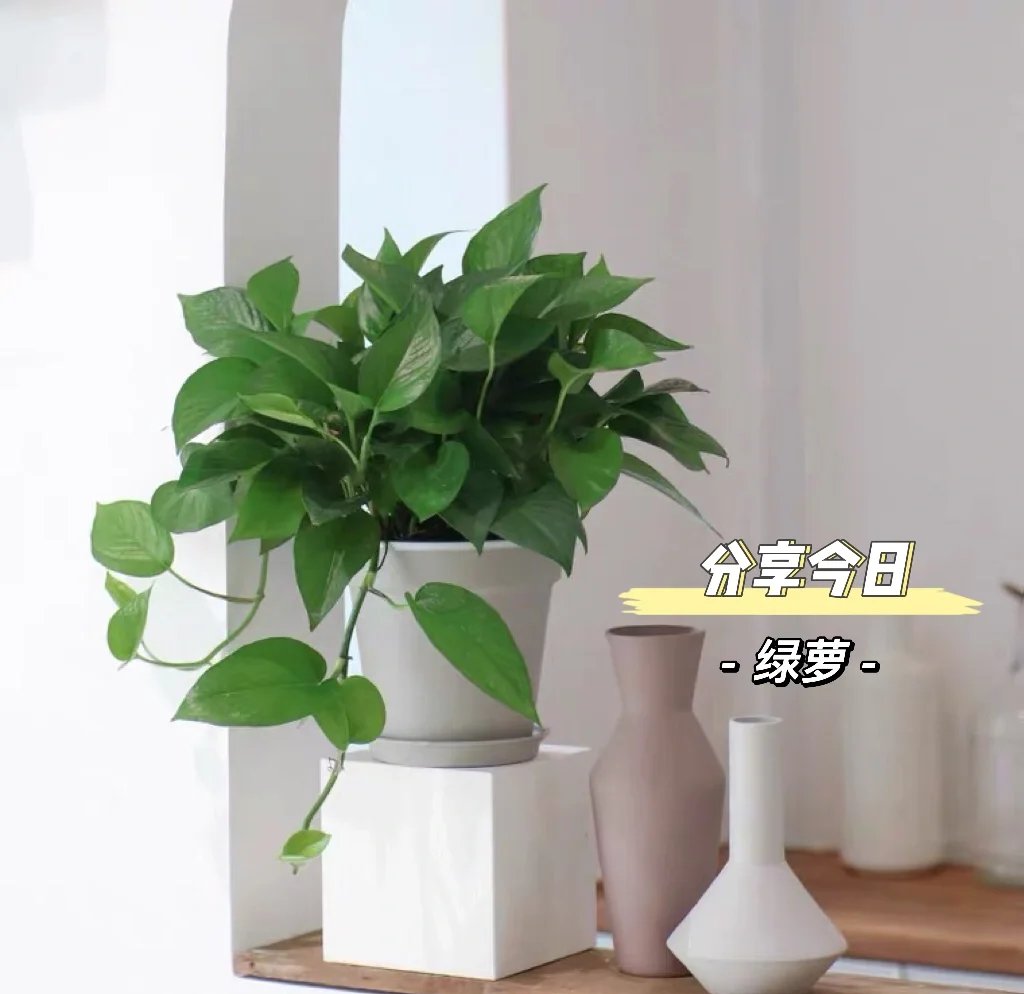 thestuner's tweet photo. Pro tip for your pothos! Keep its leaves clean by wiping with a damp cloth every 2 weeks, and let its soil dry out 2 inches deep between waterings. It’ll grow lush, trailing vines in no time https://t.co/tPQDxWcYaM