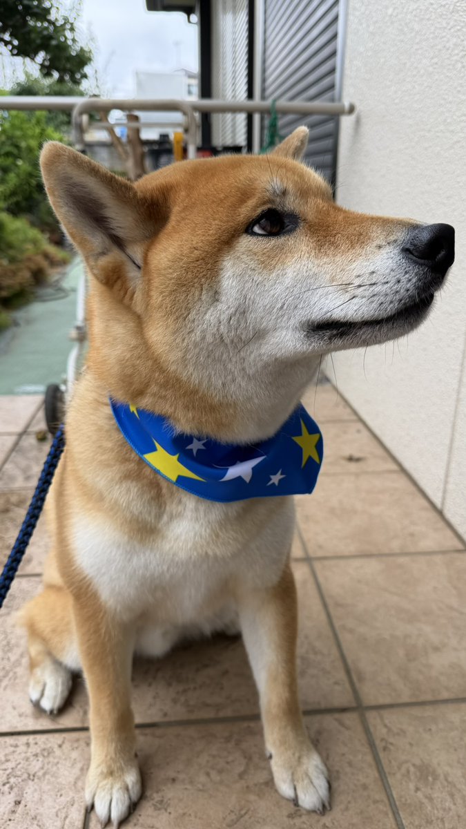 acs2f18's tweet photo. 飼主は◯します。
シャンプーしたからです。

最後に私(犬)はこれはすべて言わされています。脅されています。このあと催眠術の達人によって記憶を消されます。
以上、犬が玄関前からお伝えしました。
ごきげんよう。さようなら。

＃柴犬 https://t.co/6oY5YTFCDm