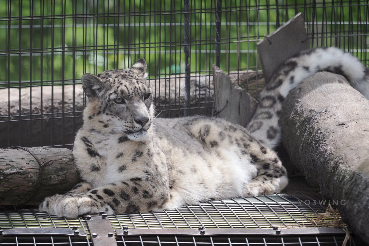 yo3_wing's tweet photo. お久しぶり！
今日のコボくんでこんにちは🐾　

#ユキヒョウ 
snowleopard 
#旭山動物園 
Asahiyama zoo https://t.co/UxbAhWPGAR