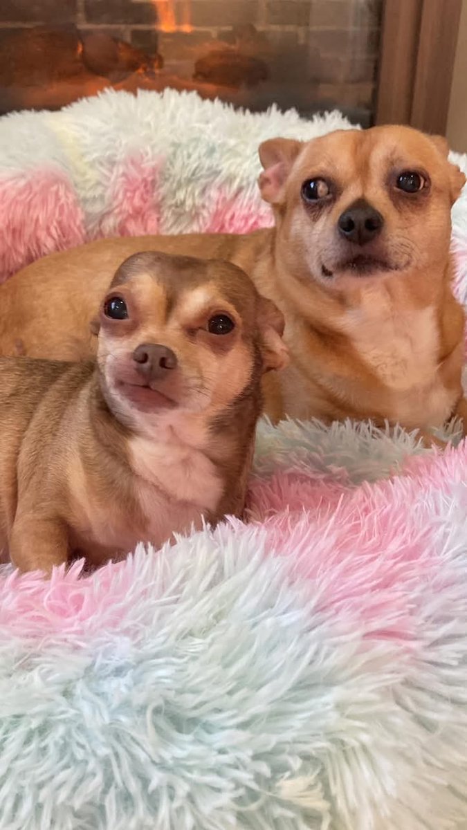 Chica the chihuahua and crew tweet media