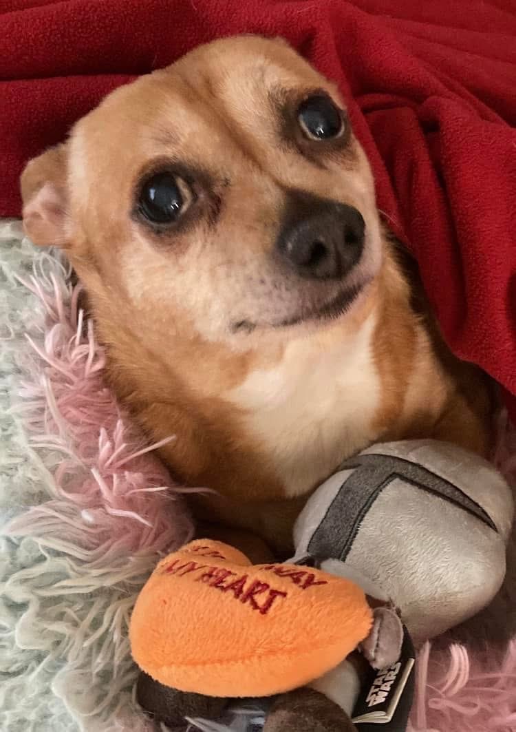 Chica the chihuahua and crew tweet media