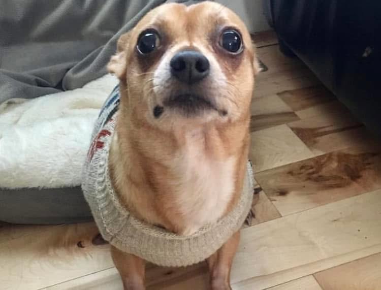 Chica the chihuahua and crew tweet media