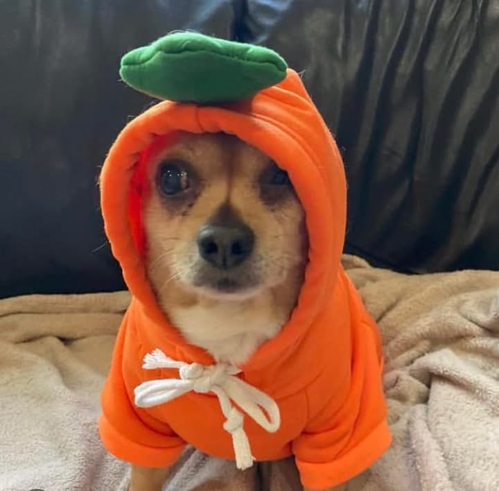 Chica the chihuahua and crew tweet media