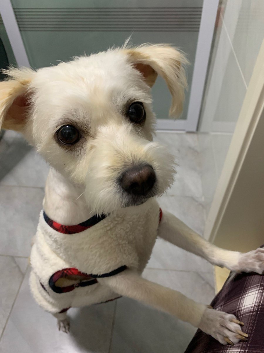 ConfedBandit's tweet photo. My little pup grew so much in just 3 months—from a tiny snuggler to a zooming ball of energy  Best fur baby upgrade ever! https://t.co/mx5liHaAds