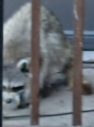 apt2329's tweet photo. Raccoons! Mama &amp; Baby,
On back 3rd floor Balcony!
Alot of 💩 pilling up there.
May 26th, 2026. Ndg, Mtl. https://t.co/dDl5IJd22Z