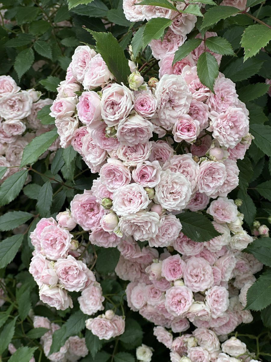 ama_tg's tweet photo. 神代植物公園のばら園
可愛くて、綺麗で楽園だった　また違う季節にも行く https://t.co/bWuZhdd31v