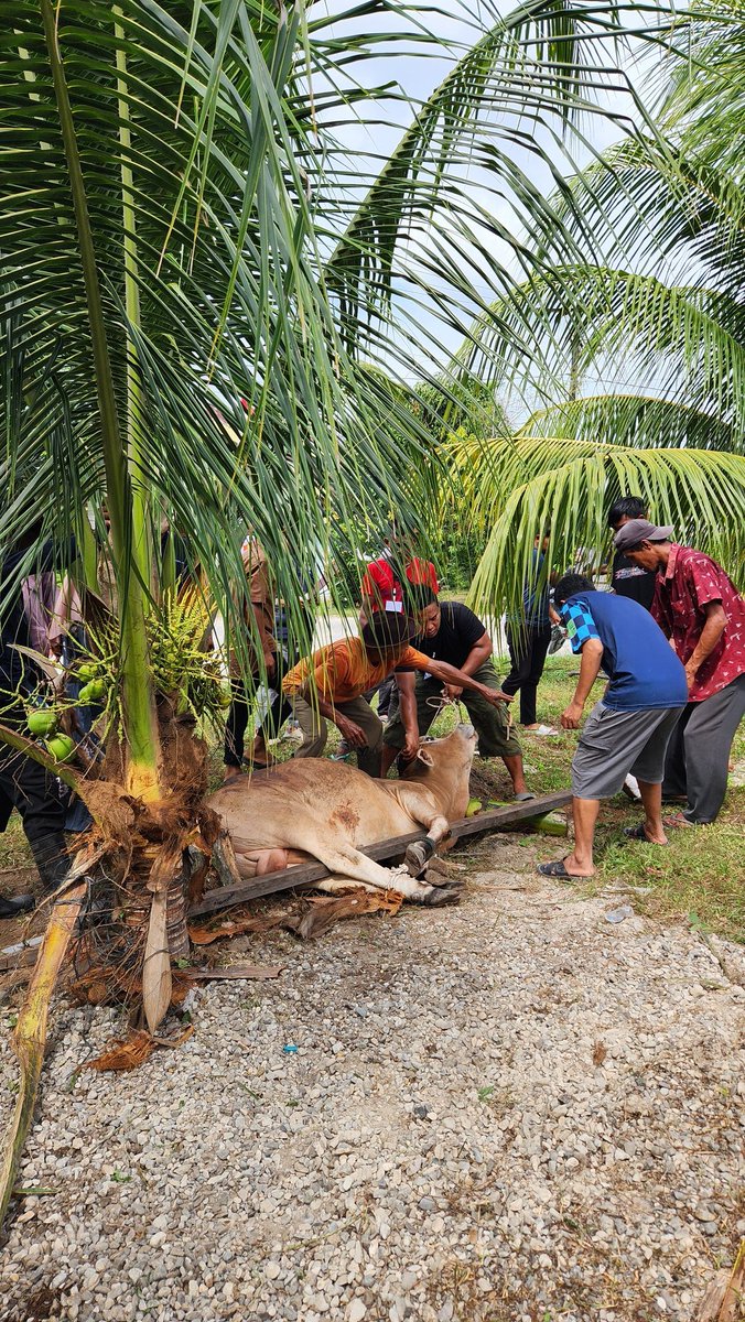 depipuj's tweet photo. Pak, akhirnya anak wedokmu terketuk juga hatinya untuk ikut urunan kurban tahun ini.

Bangga ngga sih kalo Bapak bisa liat❤️
Alfaatihah❤️❤️❤️ https://t.co/7VyLOnCJTk