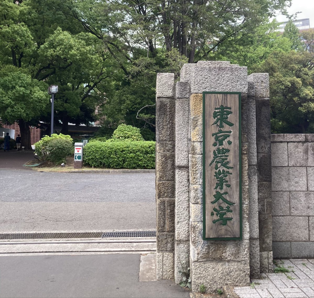 suzuki_junjun's tweet photo. さて、今年も母校の非常勤講師…という名のもとに、学生たちとキャンパス内の植物観察をしにきました。

そこまで暑くなくて助かった…。なに見ようかなぁ https://t.co/YSB9Tt57dX