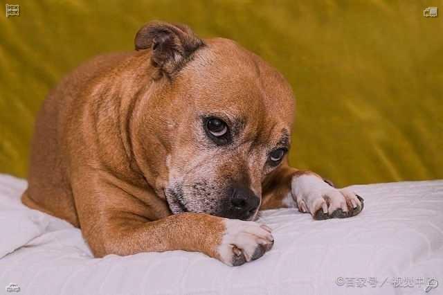 mshtnppgm's tweet photo. Preserve the flavors of summer by freezing your berries. Meanwhile, the dog rests on the lawn, patiently waiting for its owner. https://t.co/8mvBglthXj