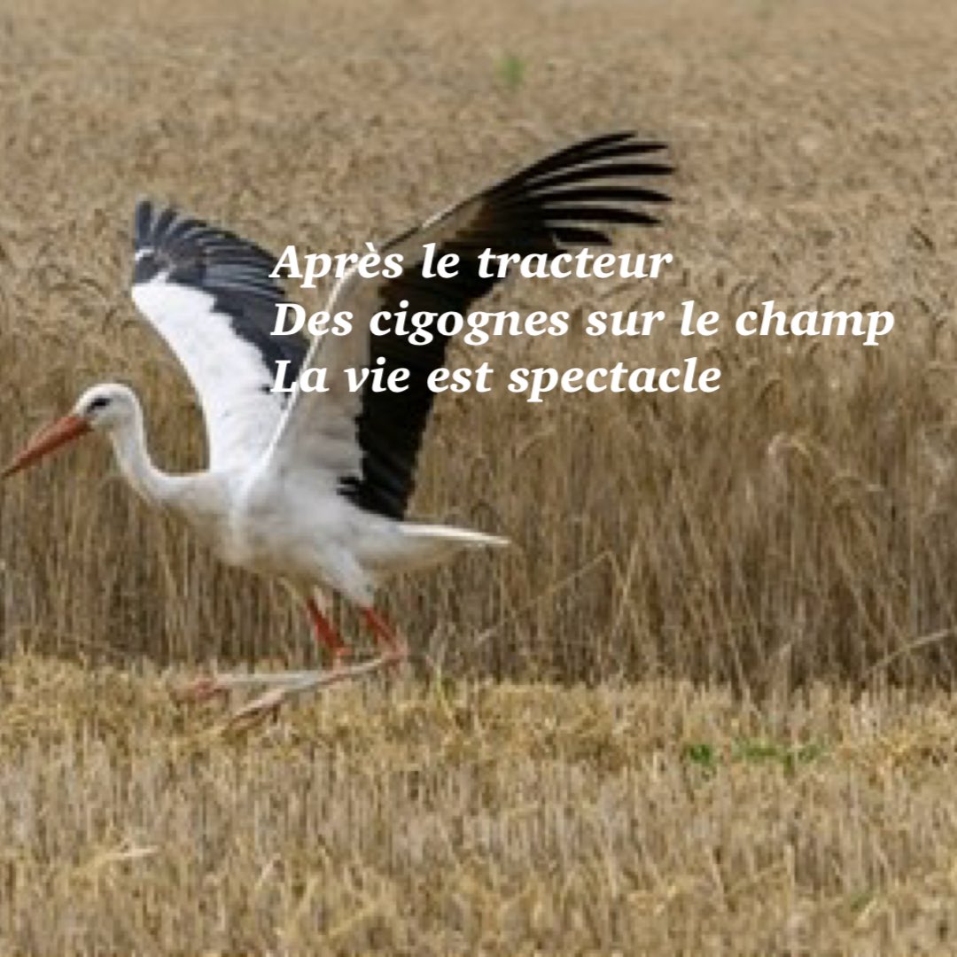 JacquesMercier's tweet photo. Un bon mercredi !
[#haiku, #amour, #ligue_des_optimistes, #poésie] https://t.co/6HxOzpHYV8