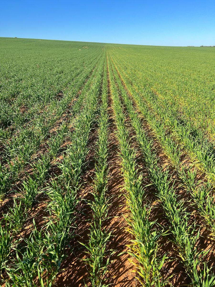 MsfMallee's tweet photo. 🚜 When it comes to nitrogen decisions, what tool do growers trust most?

The answer from this year's MSF Mallee Research Updates and workshops was clear 👇

🌱 Soil sampling remains the most consistently used tool for making nitrogen decisions.

🎯 Good nitrogen decisions still start with knowing what's in your soil.

❓How important are soil tests in your nitrogen planning each season?

❓What tool do you trust most when making nitrogen decisions?

#RiskWise #NitrogenManagement #SoilTesting #DecisionSupport #MalleeFarming #PrecisionAg #FarmData