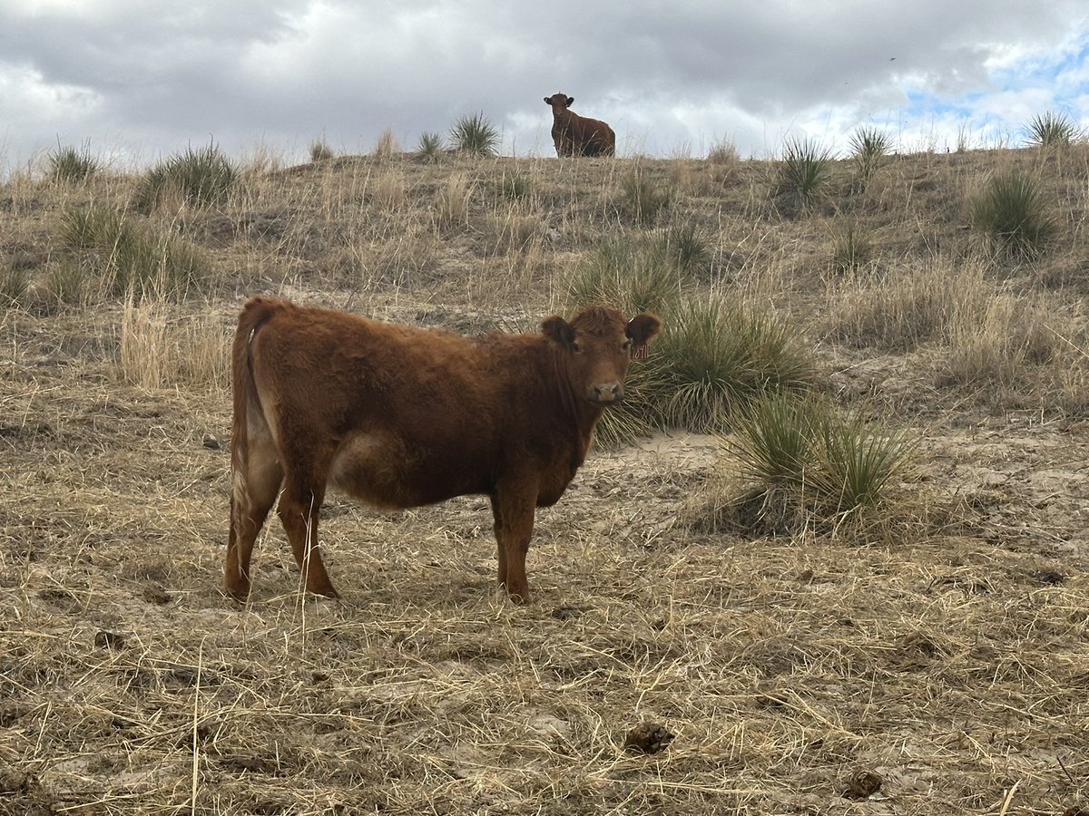 beef_educator tweet picture