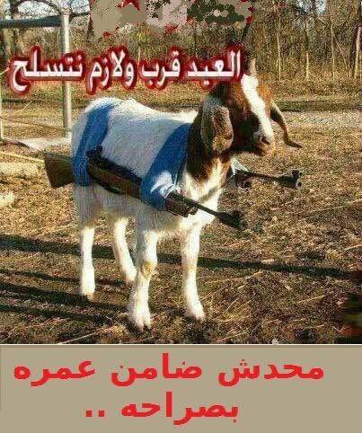 مَعن tweet media