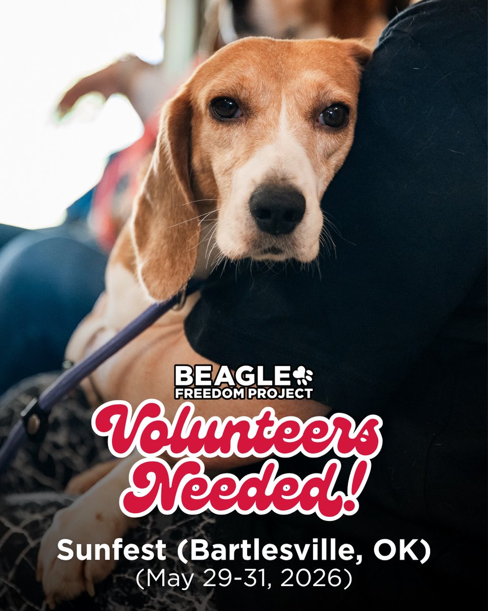 beaglefreedom's tweet photo. VOLUNTEERS NEEDED in Oklahoma🐶

Do you love beagles and want to take a stand against animal testing? 🌟

This weekend, we'll be at Sunfest in Bartlesville, &amp; we’re looking for passionate volunteers to represent BFP &amp; educate others on animal testing ❤️

https://t.co/RScfor1hTd https://t.co/UwxLPjsxPx