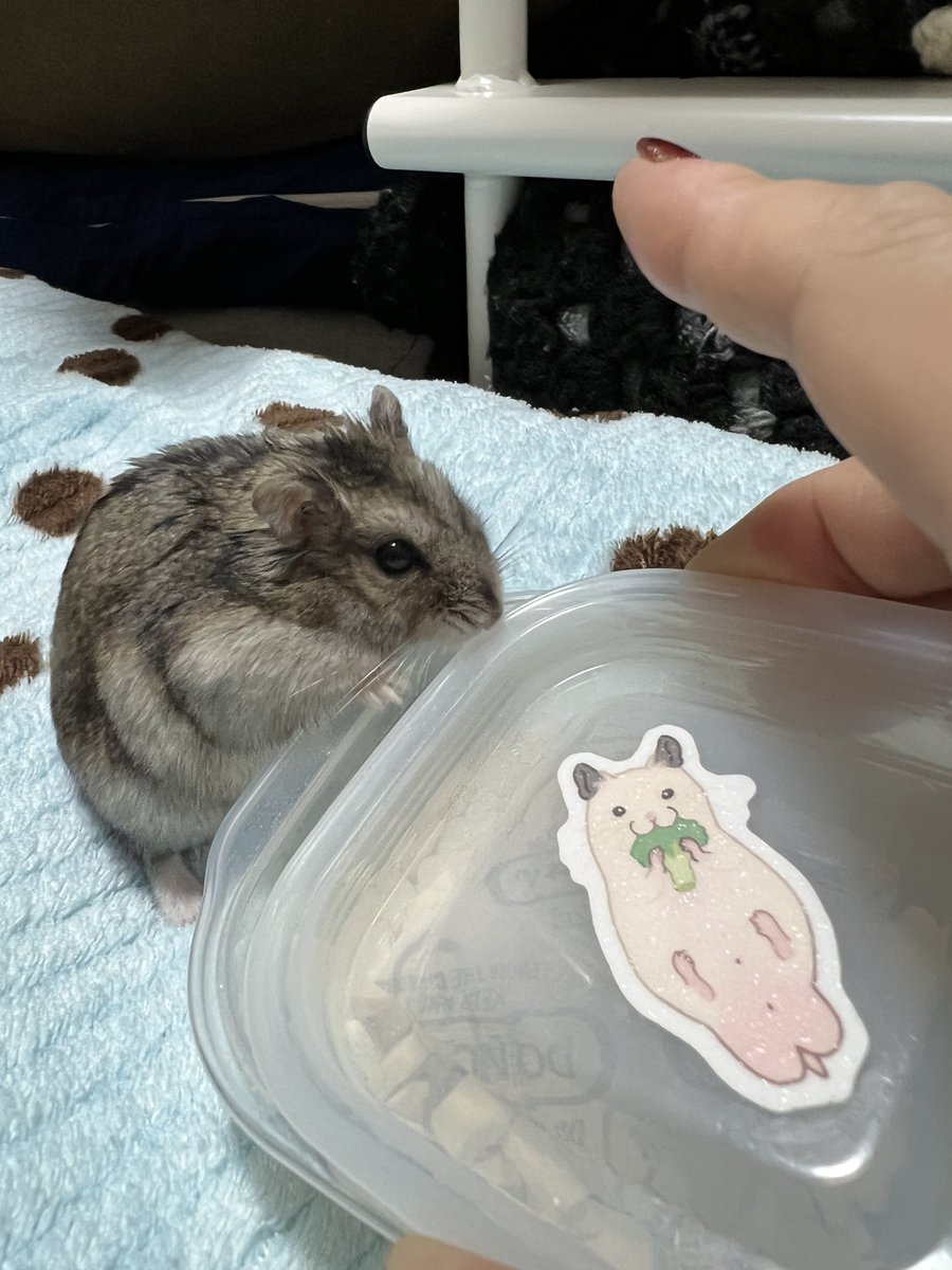 fji31's tweet photo. 最近ハムスターのことくらいしか呟いていませんが、特筆することがマジでなんもない日常だから…
お部屋の片付け、食料品の買い出し、ハムスターお世話みたいに普通のことしか…なくて…
近所に熊が出てるから散歩もちょい怖くて行けないし…
家で手芸だけはしてる…（通常） https://t.co/86lv0TjzYZ