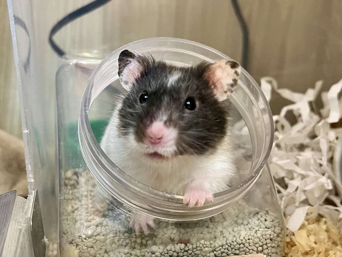 fji31's tweet photo. 最近ハムスターのことくらいしか呟いていませんが、特筆することがマジでなんもない日常だから…
お部屋の片付け、食料品の買い出し、ハムスターお世話みたいに普通のことしか…なくて…
近所に熊が出てるから散歩もちょい怖くて行けないし…
家で手芸だけはしてる…（通常） https://t.co/86lv0TjzYZ