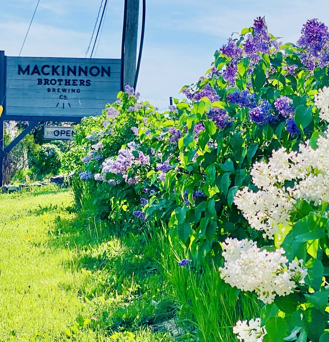 VisibleThink's tweet photo. Maybe not the best blossoms but we have lilacs….
#bloomscroll #purplevibes #lilacs https://t.co/ketcH8yuiH