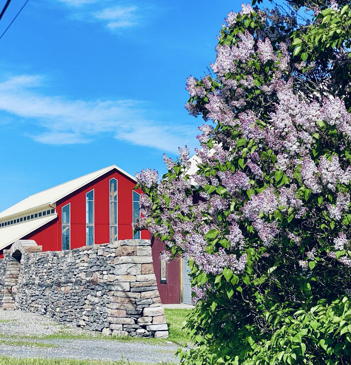 VisibleThink's tweet photo. Maybe not the best blossoms but we have lilacs….
#bloomscroll #purplevibes #lilacs https://t.co/ketcH8yuiH