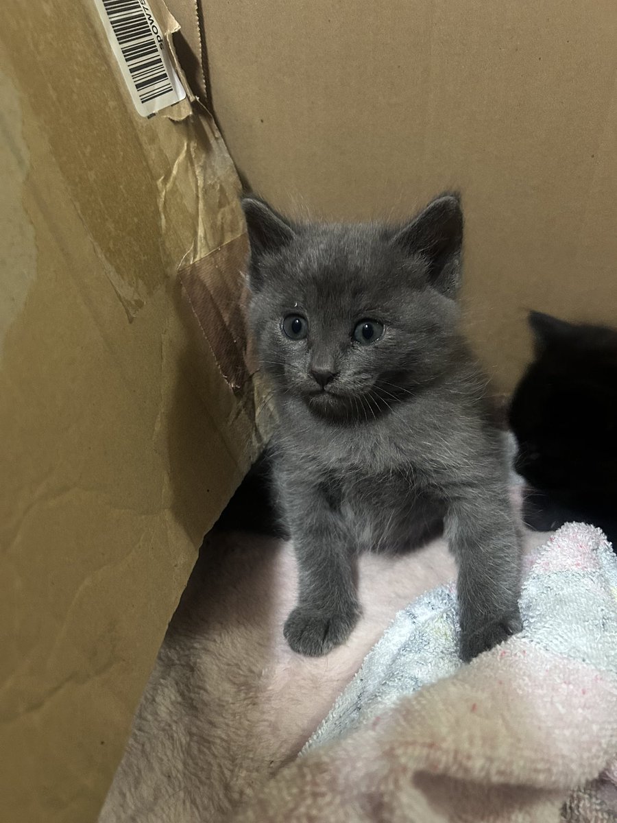 保護していた3匹の子猫… 一番小さくて成長も遅かった子が今朝虹の橋の