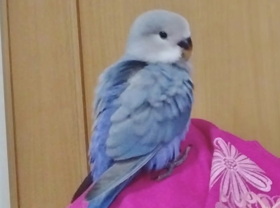 LilyAnimalComm's tweet photo. お話し中 https://t.co/Ouqx2JpmV8