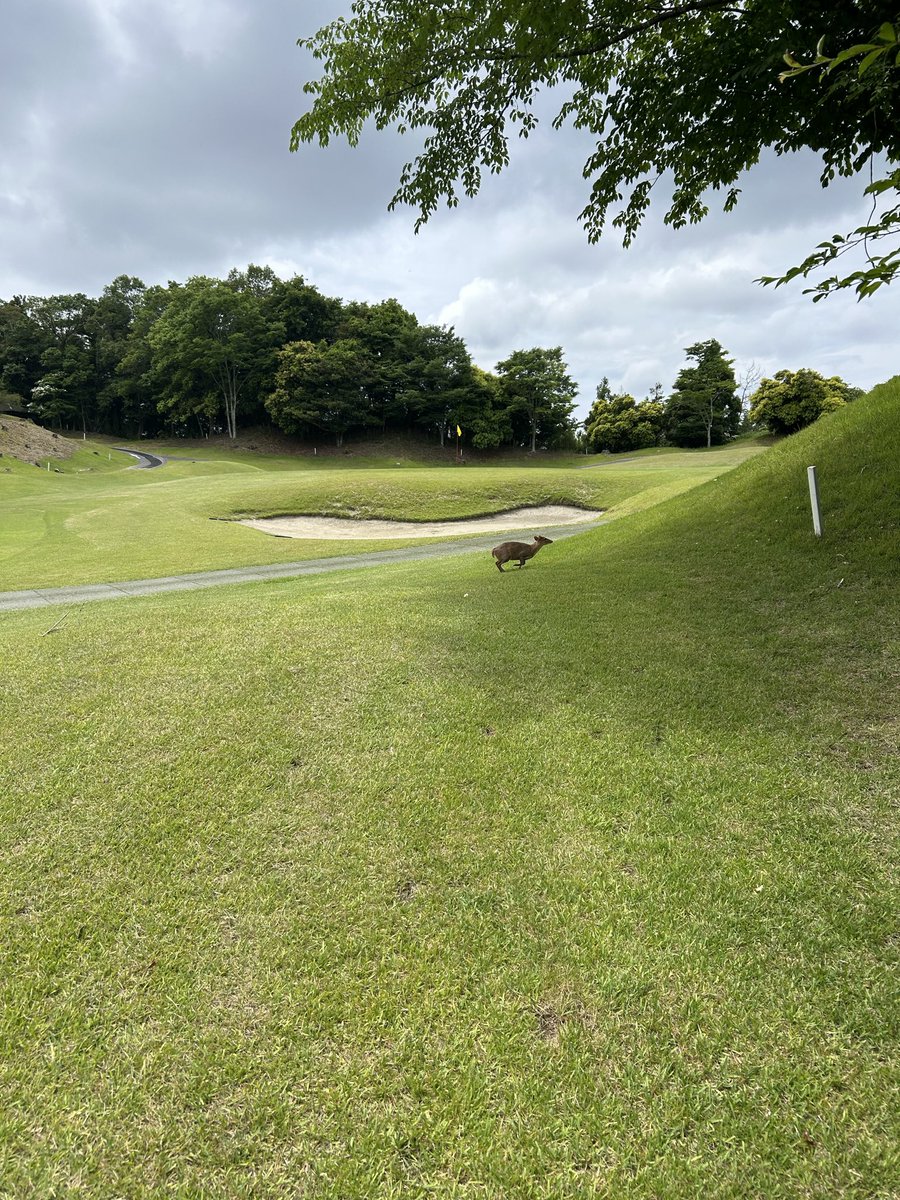 yasaitaro3's tweet photo. キョン！ https://t.co/PwThcRHXZY