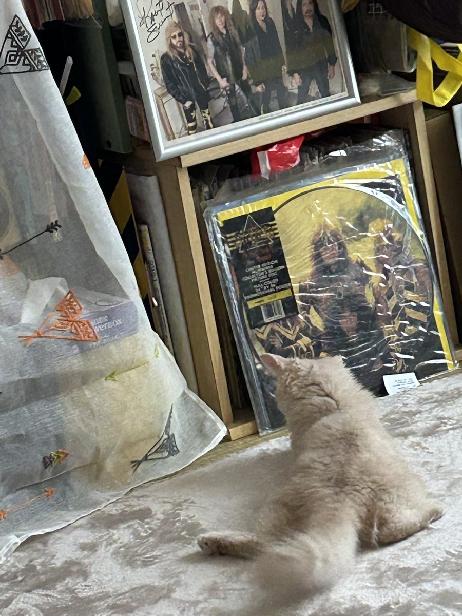 linklove's tweet photo. ちっこい男の子が
ずーっと暴れてる感じです
ポテチです😼 https://t.co/Co5AQ7F0ng