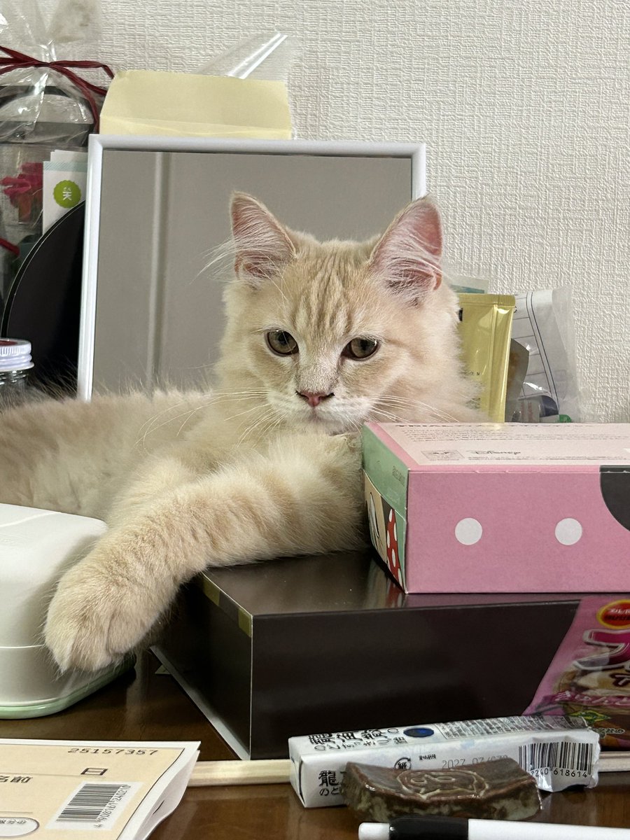 linklove's tweet photo. ちっこい男の子が
ずーっと暴れてる感じです
ポテチです😼 https://t.co/Co5AQ7F0ng
