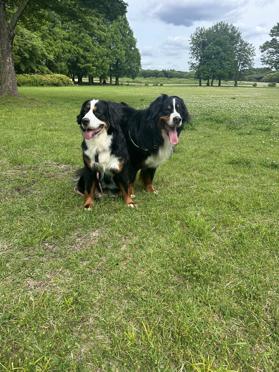 ArmyBernese2's tweet photo. ケルベロスみたいになってた😀 https://t.co/51qVfbmG1i