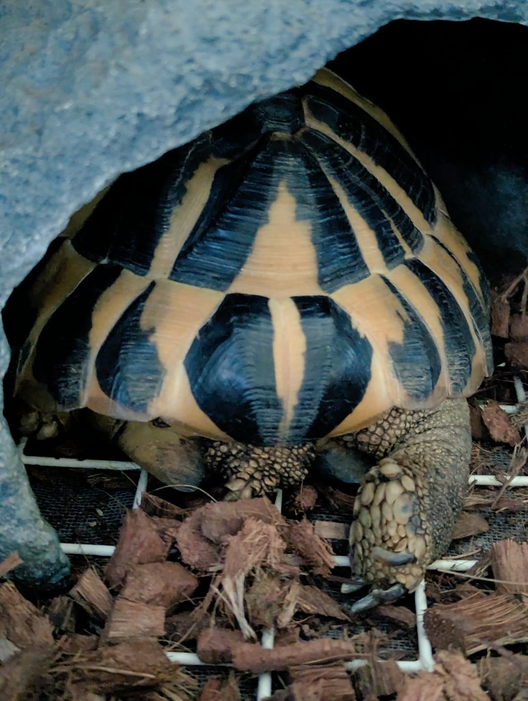 sfida07's tweet photo. はなちゃん🐢のあんよ
のん太くん🐢のあんよ https://t.co/N0T9ktTspo