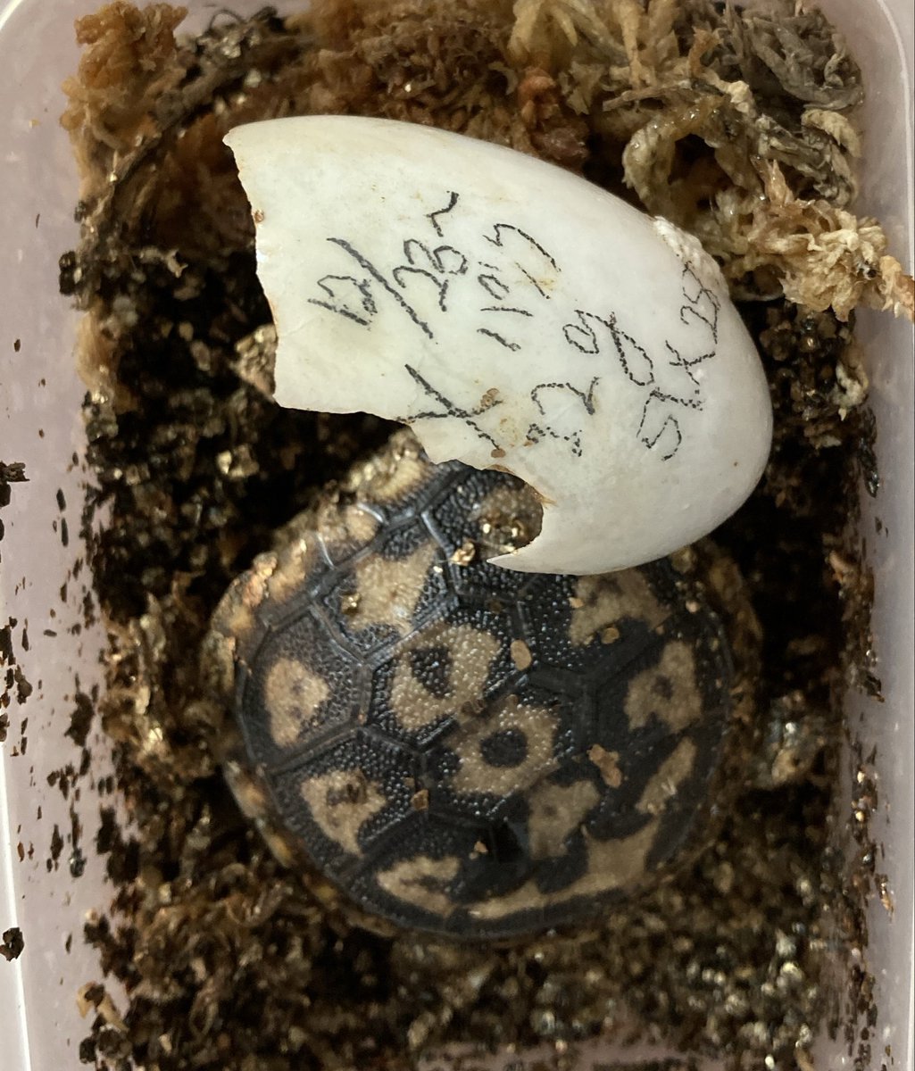 AMADEUS0084's tweet photo. 先程、孵卵器を確認したところ昨年から孵卵していたパンケーキガメの2卵から幼体が孵化しておりました。

孵卵開始日が異なる2個が同時に孵化していましたので、驚きました。

暑くなってきましたので脱水等に気を付けて大切に育てていきたいと思います。 https://t.co/WIQNZuBnyv