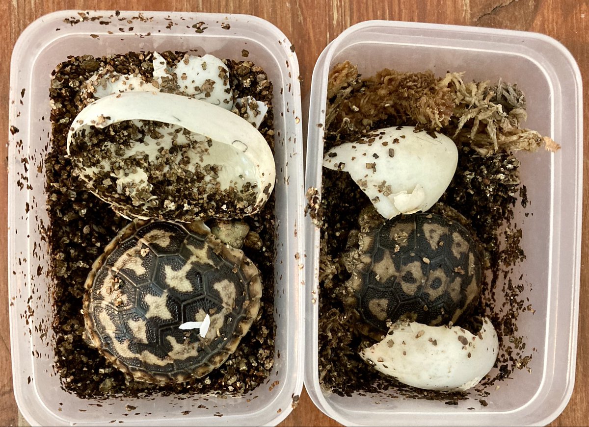 AMADEUS0084's tweet photo. 先程、孵卵器を確認したところ昨年から孵卵していたパンケーキガメの2卵から幼体が孵化しておりました。

孵卵開始日が異なる2個が同時に孵化していましたので、驚きました。

暑くなってきましたので脱水等に気を付けて大切に育てていきたいと思います。 https://t.co/WIQNZuBnyv