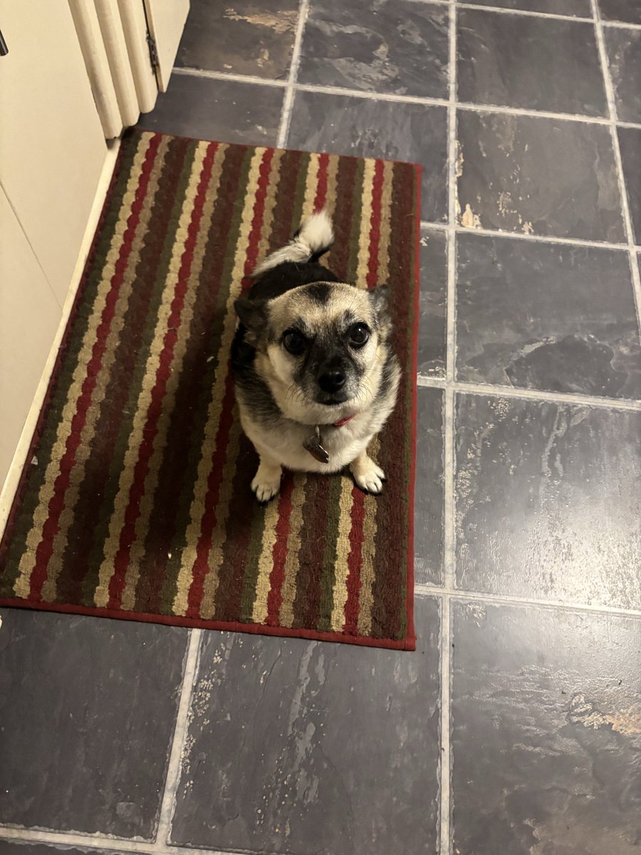 RobbyKorth's tweet photo. I’m not superstitious, but this adorable dog getting pigeon crap on her head may just lead to OKC’s second Larry O’Brien. Give her a seat on that parade bus https://t.co/FGxTX3BEZz