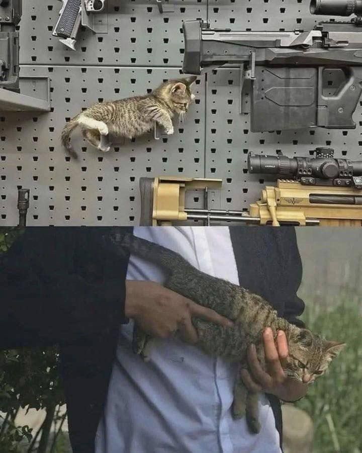 The Pets 𝕏 tweet media