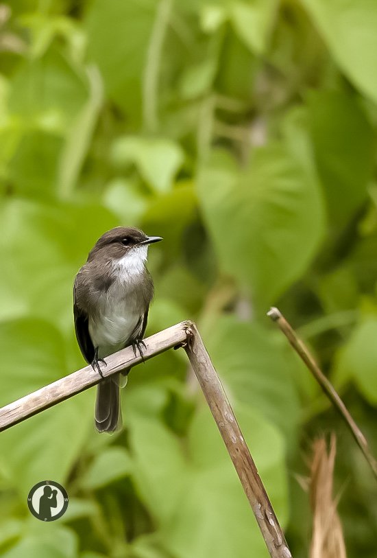 MartoWanjohi2's tweet photo. Swamp Flycatcher

Hippo point,Kisumu,Kenya. https://t.co/uYFrZNF3Q6