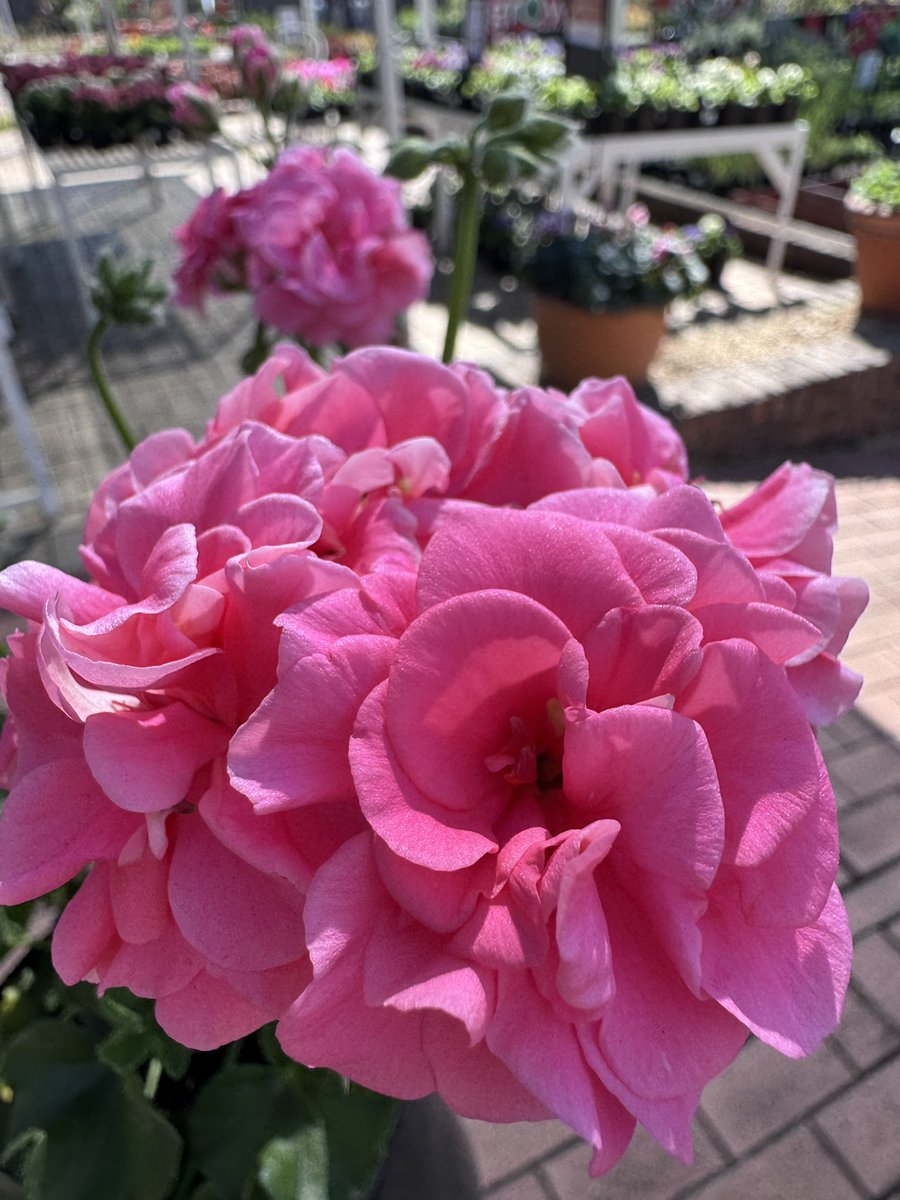 EckardsGarden's tweet photo. Geraniums are one of the easiest ways to fill a sunny patio with colour for months on end. Keep them happy with sunshine, regular deadheading and a feed with BioOcean. Just avoid soggy roots and overly wet leaves 🌸 #eckardsgarden #geraniums https://t.co/jsOcJUyshl