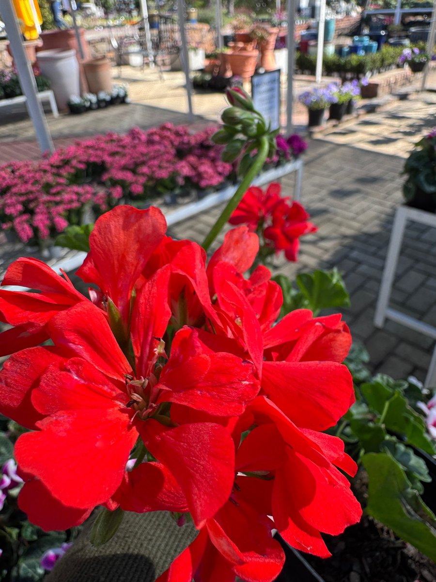 EckardsGarden's tweet photo. Geraniums are one of the easiest ways to fill a sunny patio with colour for months on end. Keep them happy with sunshine, regular deadheading and a feed with BioOcean. Just avoid soggy roots and overly wet leaves 🌸 #eckardsgarden #geraniums https://t.co/jsOcJUyshl
