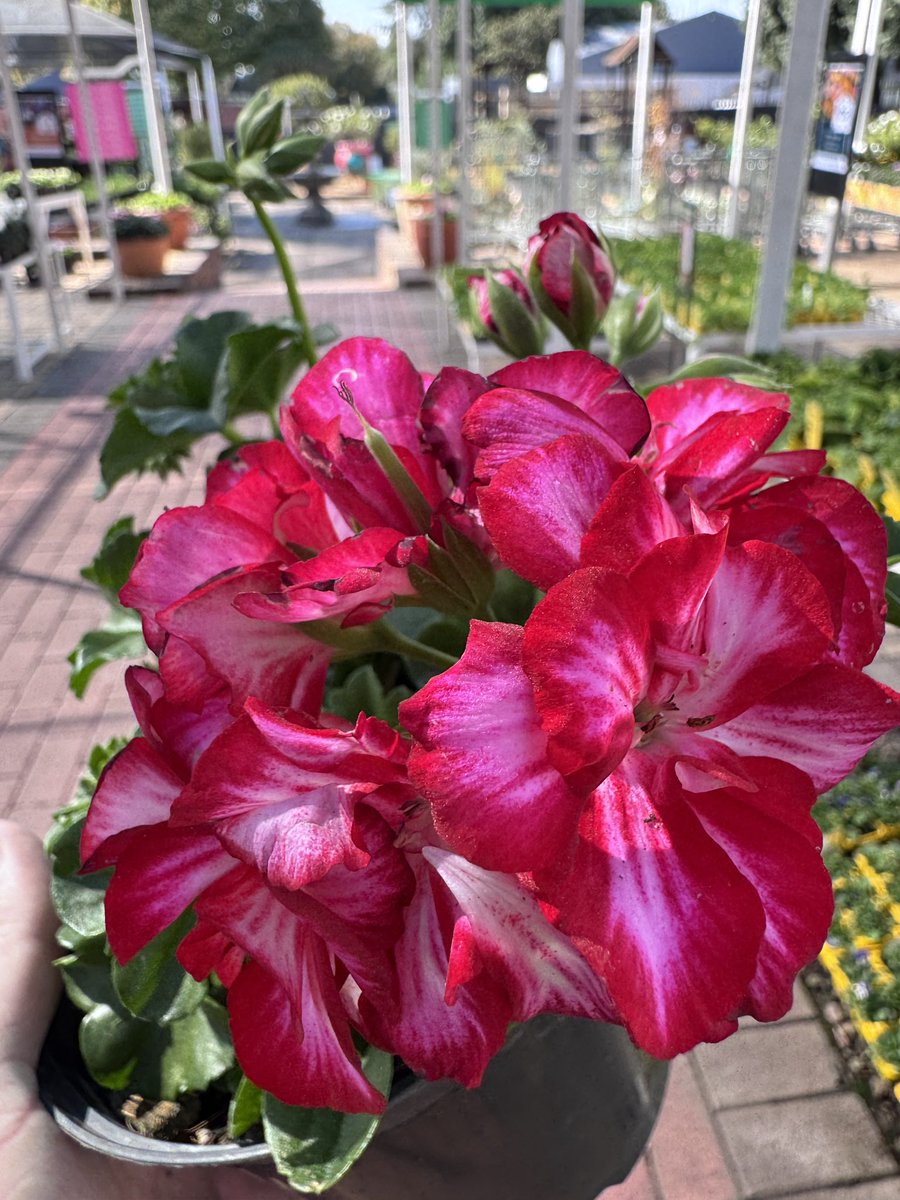EckardsGarden's tweet photo. Geraniums are one of the easiest ways to fill a sunny patio with colour for months on end. Keep them happy with sunshine, regular deadheading and a feed with BioOcean. Just avoid soggy roots and overly wet leaves 🌸 #eckardsgarden #geraniums https://t.co/jsOcJUyshl