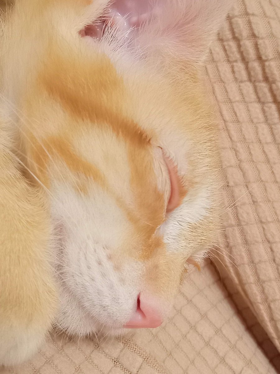 ChaChamaGoGo's tweet photo. まつ毛も茶色くてかわゆいであります
#保護猫 #猫のいる暮らし https://t.co/VpI0gsKIcD