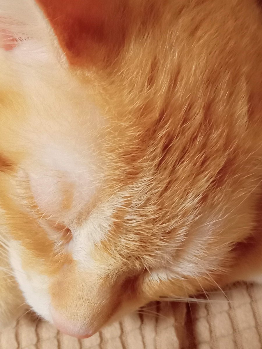 ChaChamaGoGo's tweet photo. まつ毛も茶色くてかわゆいであります
#保護猫 #猫のいる暮らし https://t.co/VpI0gsKIcD