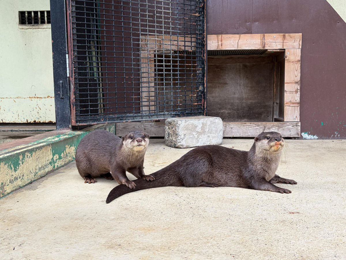 東武動物公園【公式】リュウくん (@tobuzoo7) / Posts / X