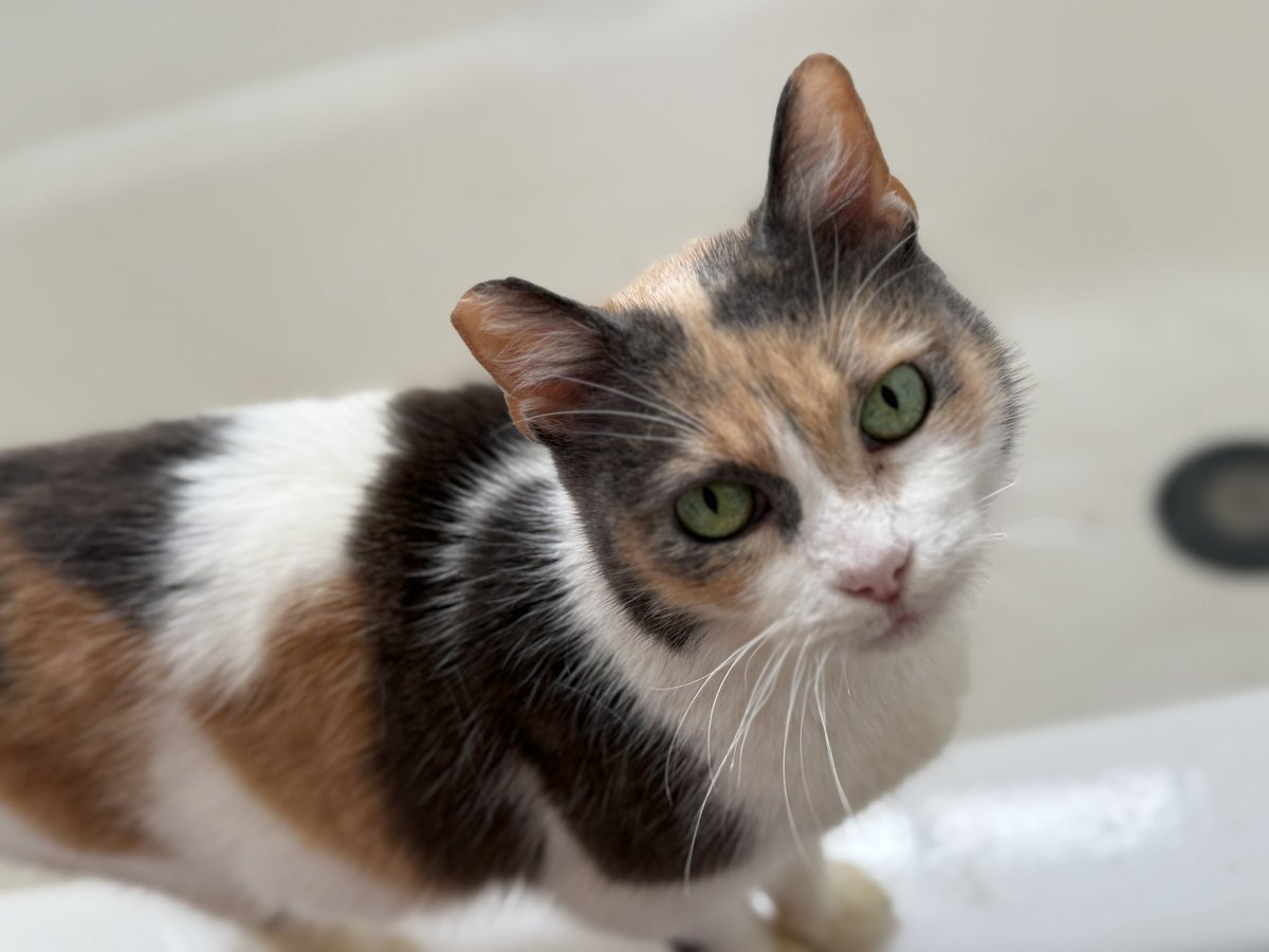 PallaviGunalan's tweet photo. i’m fostering two cats right now who desperately need homes and i’m hoping i can rally folks on here like @svershbow to get them forever homes. cosita is a 12 yr old spicy lovable grandma and tillamook is a 5 yr old lover boy who wants to be your shadow. adoptable in the LA area! https://t.co/uNfjBDii5I